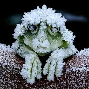 Meet your Posher, Connie